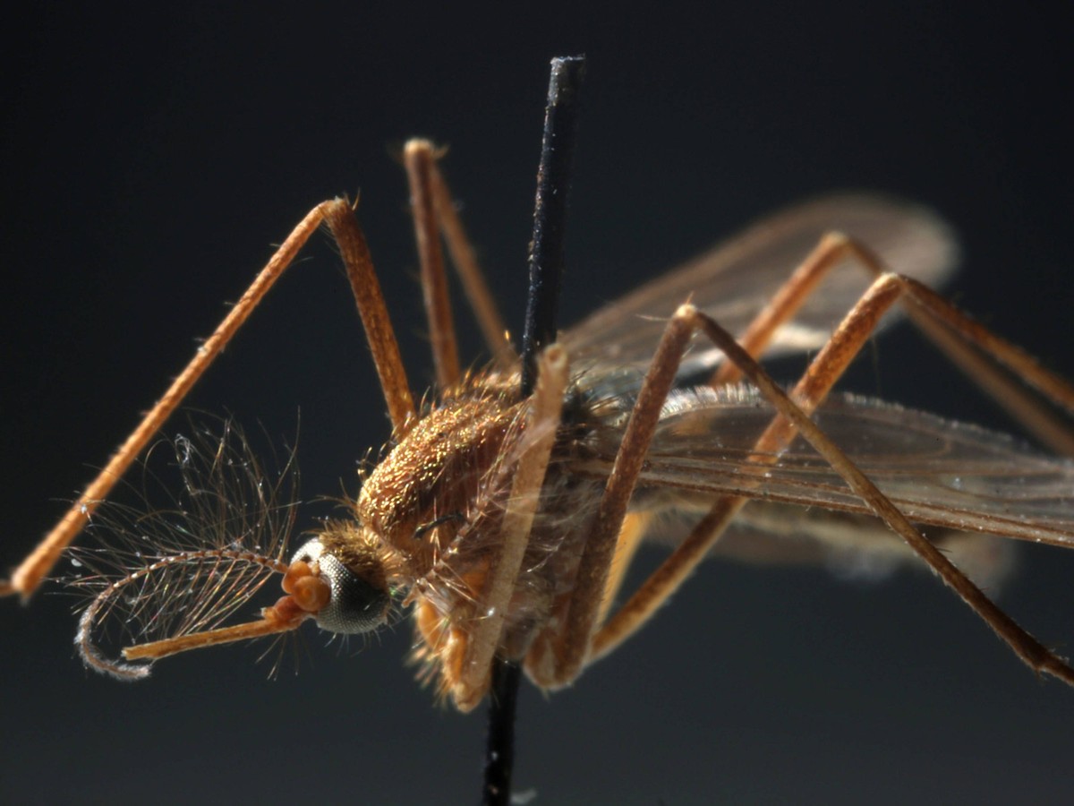 June 24, 2025: A Culex pipien mosquito specimen shows the type of mosquito that carries the West Nile virus. - ZUMAm67_ 20250624_zaf_m67_010 Copyright: xE.xJasonxWambsgansx