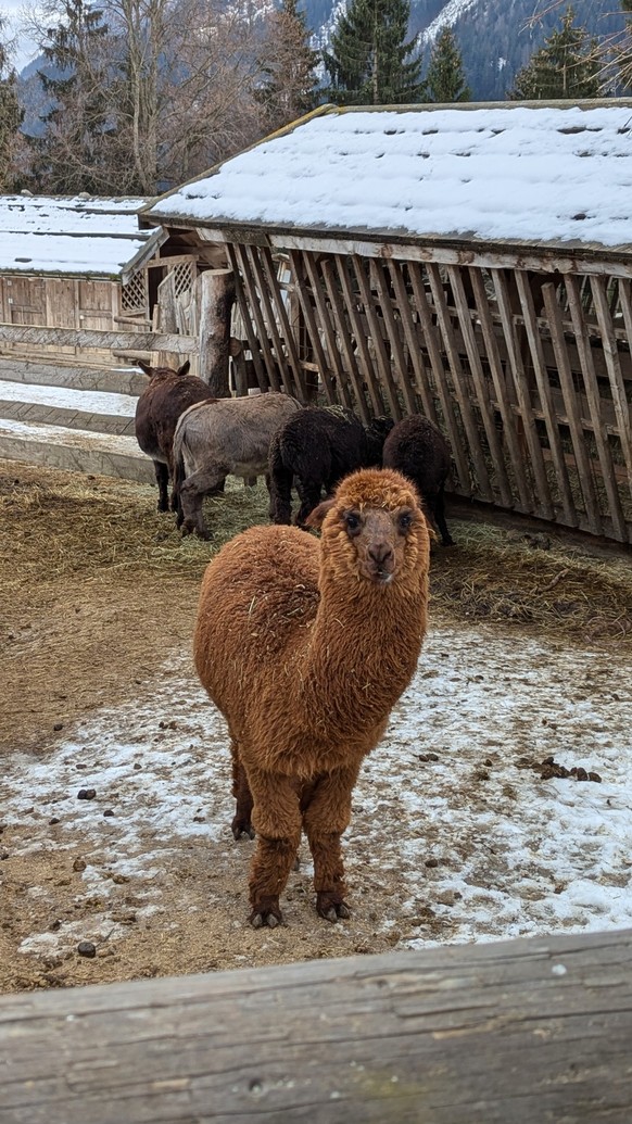 cute news tier alpaka

https://imgur.com/gallery/new-friend-WZR2fq5#/t/aww