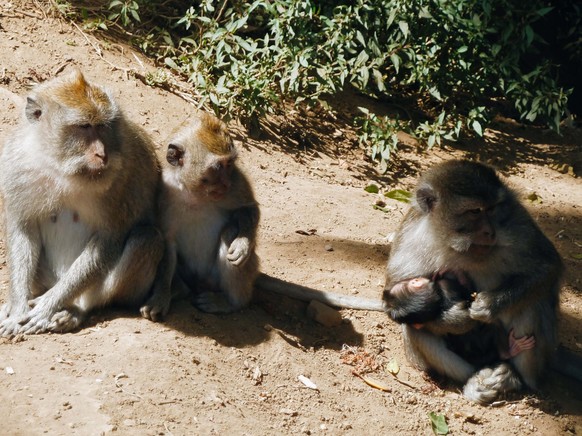 In Ubud ebenfalls bekannt: Die Affen.