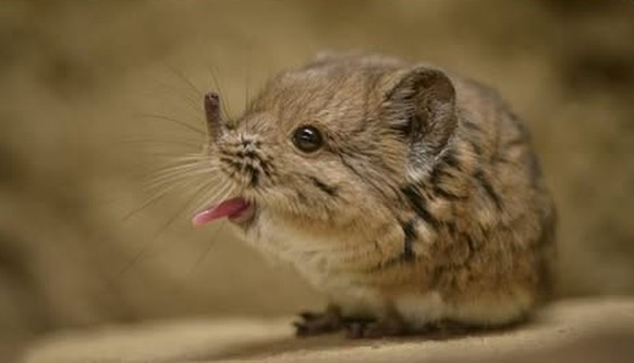 Cute News: Elefantenspitzmaus
