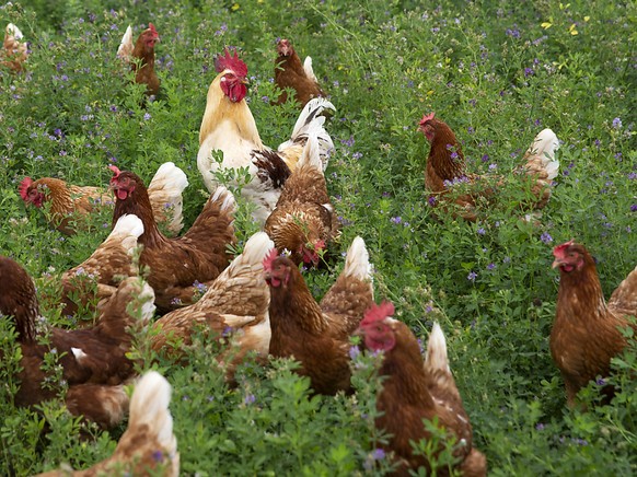 Die Kantone rund um den Bodensee müssen Massnahmen ergreifen, um das Einschleppen der Vogelgrippe zu verhindern. Das Geflügel muss im Stall gefüttert und getränkt werden (Archivbild).