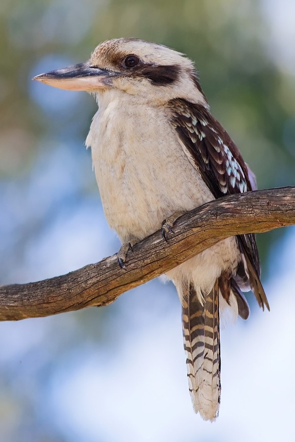 Jägerliest (Dacelo novaeguineae)
Kookaburra