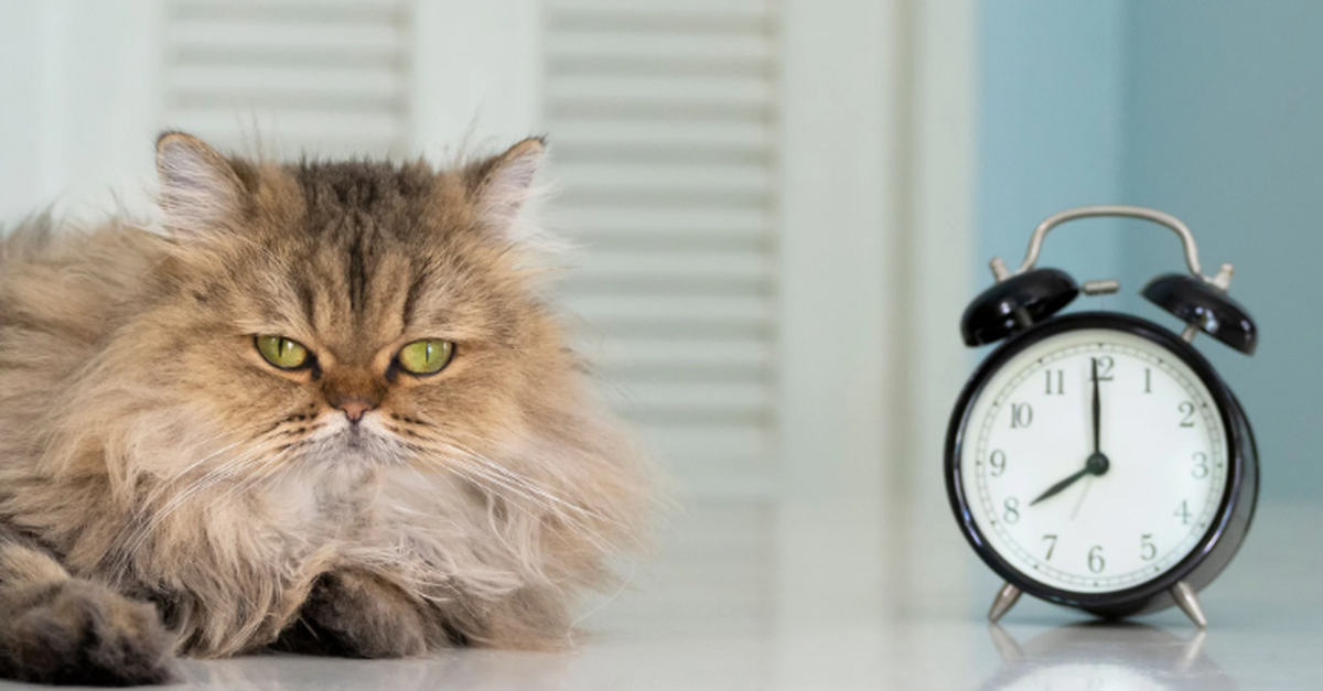Comment cela ne nous confond pas seulement, nous les humains