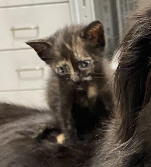cute news tier hund katze
https://www.reddit.com/r/Eyebleach/comments/15yxwz4/just_adopted_a_kitten_my_dog_immediately_fell_in/