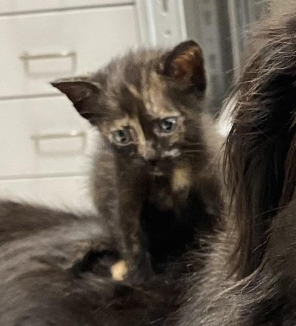 cute news tier hund katze

https://www.reddit.com/r/Eyebleach/comments/15yxwz4/just_adopted_a_kitten_my_dog_immediately_fell_in/