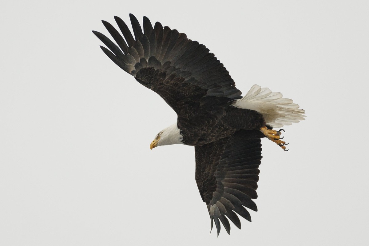 epa11822481 A bald eagle (Haliaeetus leucocephalus) takes flight in Medford, Massachusetts, USA, 13 January 2025. On 24 December 2024, US President Biden signed a bill into law, legislation that amend ...
