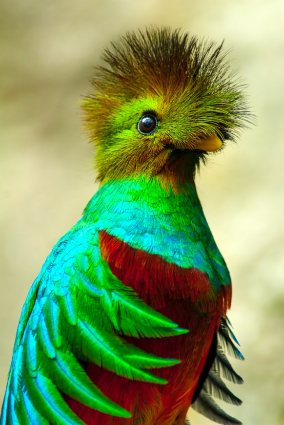 Quetzal