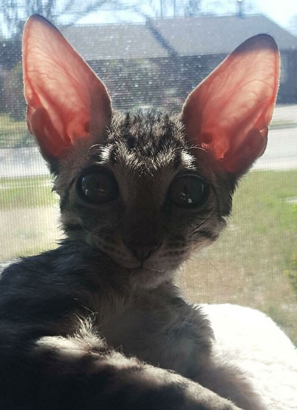 cute news tier mit grossen ohren katze

https://www.reddit.com/r/aww/comments/b2xwug/my_new_kitten_has_the_biggest_ears/