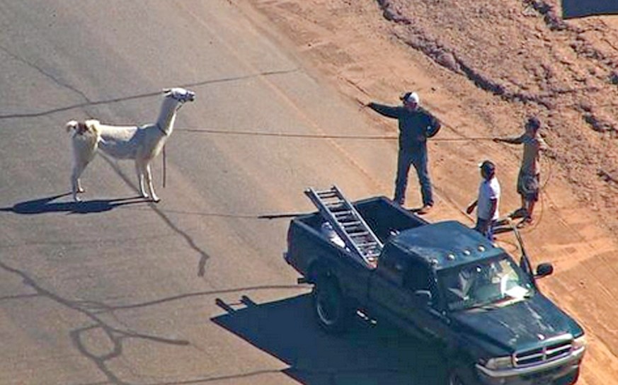 Per Lasso vom Pickup aus gefangen: Ausgebüxtes Lama in Arizona.