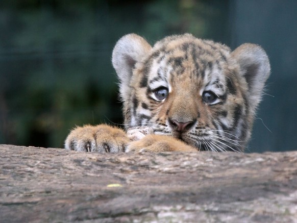 8/ Tierportrait: Antares , geb. 23.6.2008, Sibirischer Tiger, Amurtiger, lat. Panthera tigris altaica Temminck, Siberian Tiger, im Berliner Tierpark Friedrichsfelde, Katze, Gosskatze, Grosskatzen, Kin ...