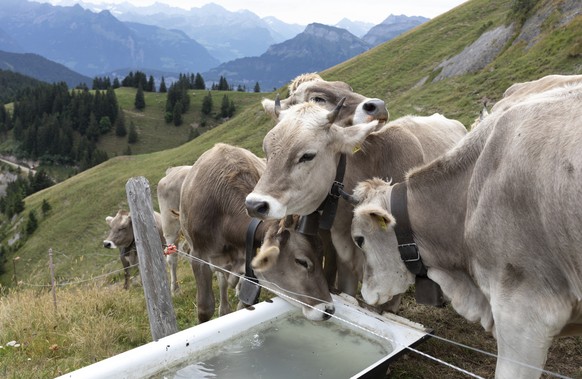 ARCHIV -- ZU DEN EIDGENOESSISCHEN ABSTIMMUNGEN VOM SONNTAG, 25. NOVEMBER 2018, UEBER DIE HORNKUH INITITAVE, STELLEN WIR IHNEN FOLGENDES BILDMATERIAL ZUR VERFUEGUNG -- The cows of farmer Pius Mettler d ...