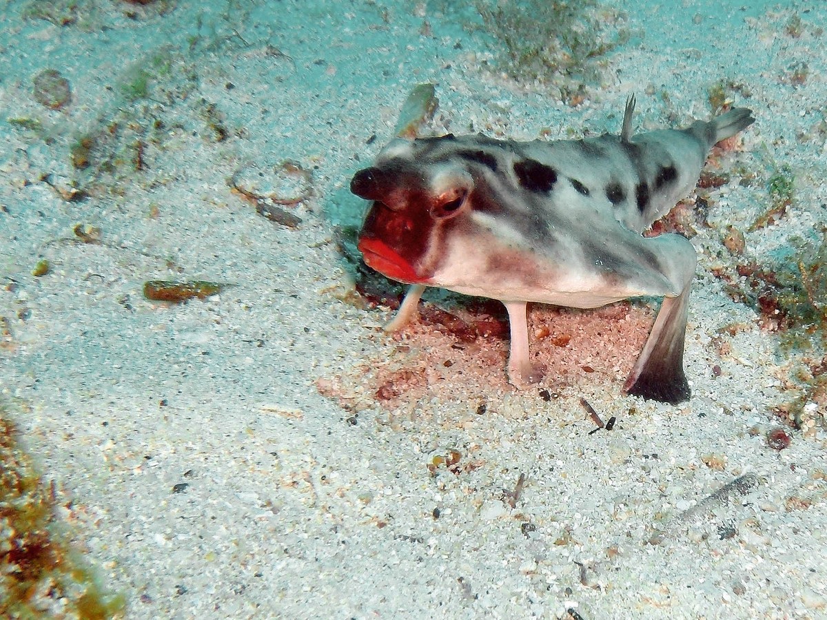 Seefledermaus (Ogcocephalus darwini)
