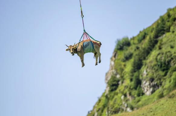 Findet sie künftig noch genug Wasser? Eine leicht verletzte Kuh wird per Helikopter vom Klausenpass ausgeflogen (18. August 2020).