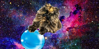 Orakel-Katze Hader weiss, wie dein neues Jahr aussehen wird