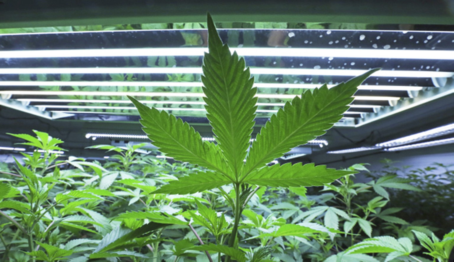 FILE - This June 5, 2017, file photo shows a marijuana leaf in the vegetative room at a cannabis cultivator in Fairbanks, Alaska. Some states that have legalized marijuana are considering providing so ...