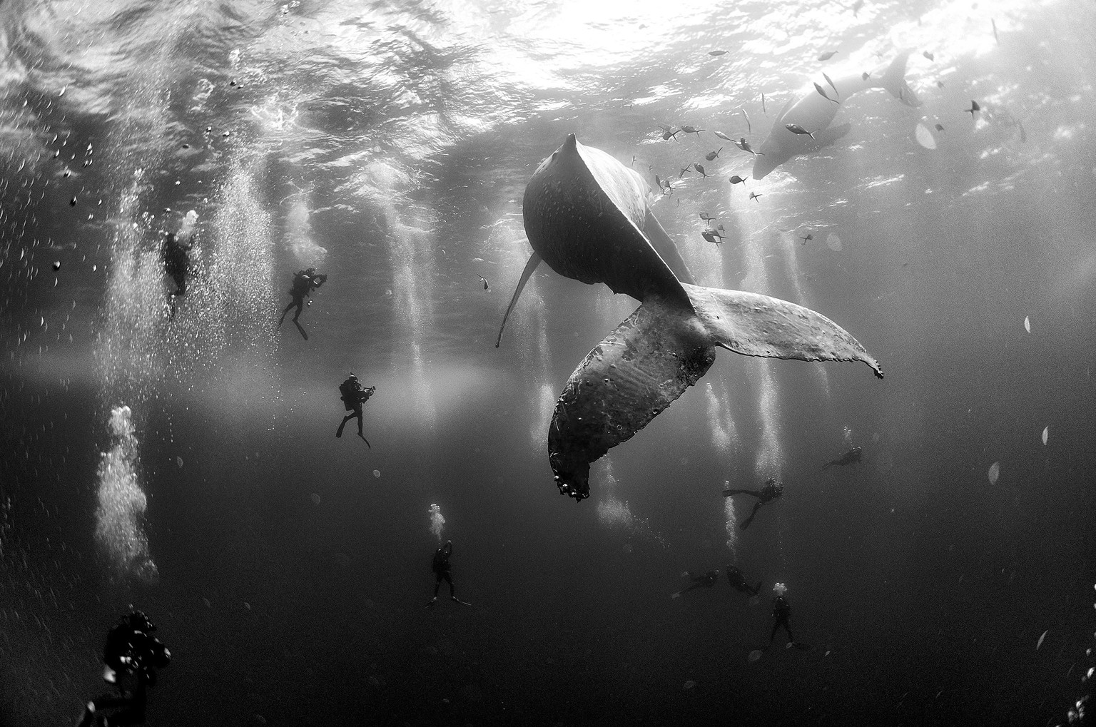 In this image released by World Press Photo titled &quot;Whale Whisperers&quot; by photographer Anuar Patjane Floriuk which won second prize in the nature singles category shows divers observing and s ...