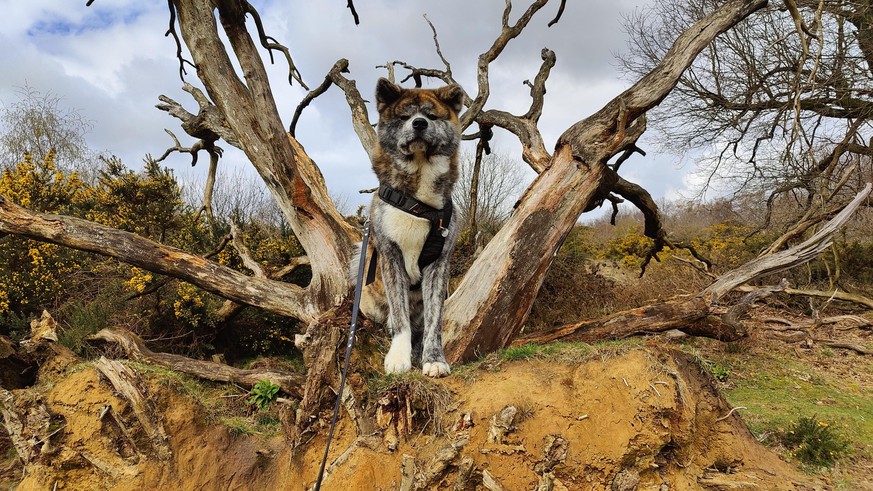 cute news tier hund

https://www.reddit.com/r/rarepuppers/comments/1s8y7kc/musuko_standing_there_like_the_forest_belongs_to/
