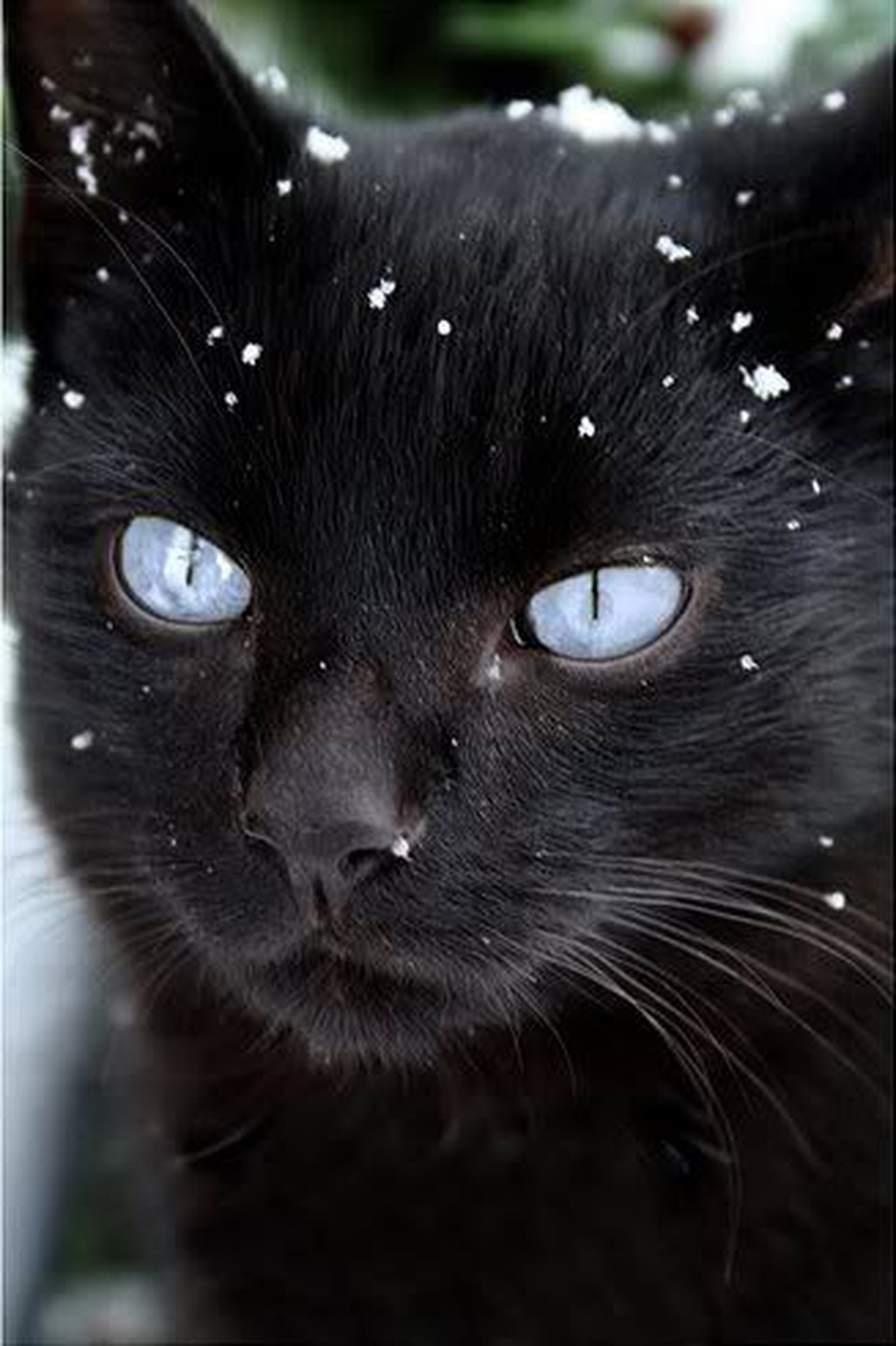 Schwarze Katzen Und Ihre Gelben Augen Sind Einfach Toll Watson
