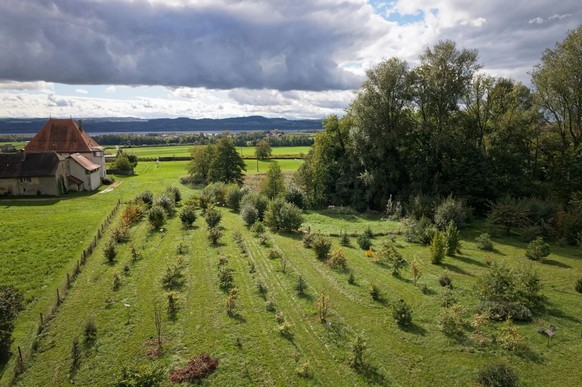 Blick auf die erste didaktische Trüffelfarm Europas in Bonvillars.