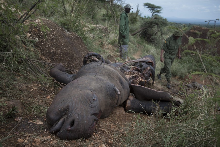 Ein von Wilderern erlegtes Nashorn im Norden Kenias: Die Hörner des weiblichen Tieres sind auf dem Schwarzmarkt begehrt.