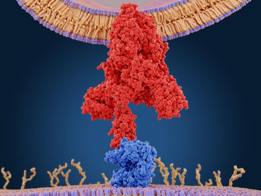 The coronavirus spike protein (red) mediates the virus entry into host cells. It binds to the angiotensin converting enzyme 2 (blue) and fuses viral and host membranes. PDB entry 6cs2. 3d rendering