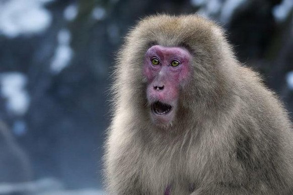 cute news animal tier monkey

https://www.reddit.com/r/Animal/comments/ragbzl/123/