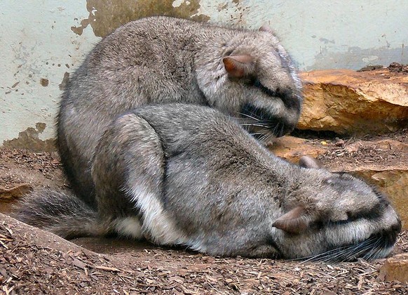 Viscacha