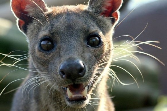 cute news tier fossa

https://ch.pinterest.com/pin/354306695704722443/