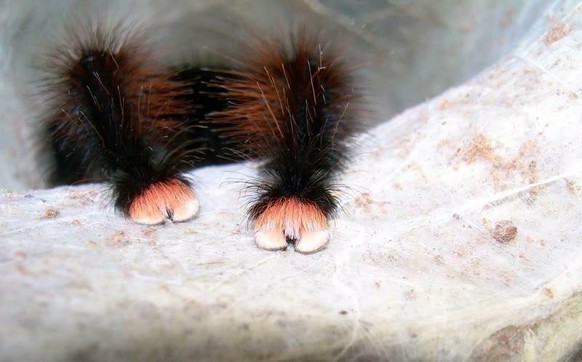 Wurstelst du dich manchmal auch durch den Tag? Diese Tiere fühlen mit dir
Habt ihr gewusst das Spinnen, pfötchen haben 😍