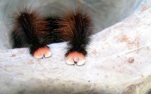 Wurstelst du dich manchmal auch durch den Tag? Diese Tiere fÃ¼hlen mit dir
Habt ihr gewusst das Spinnen, pfÃ¶tchen haben ð