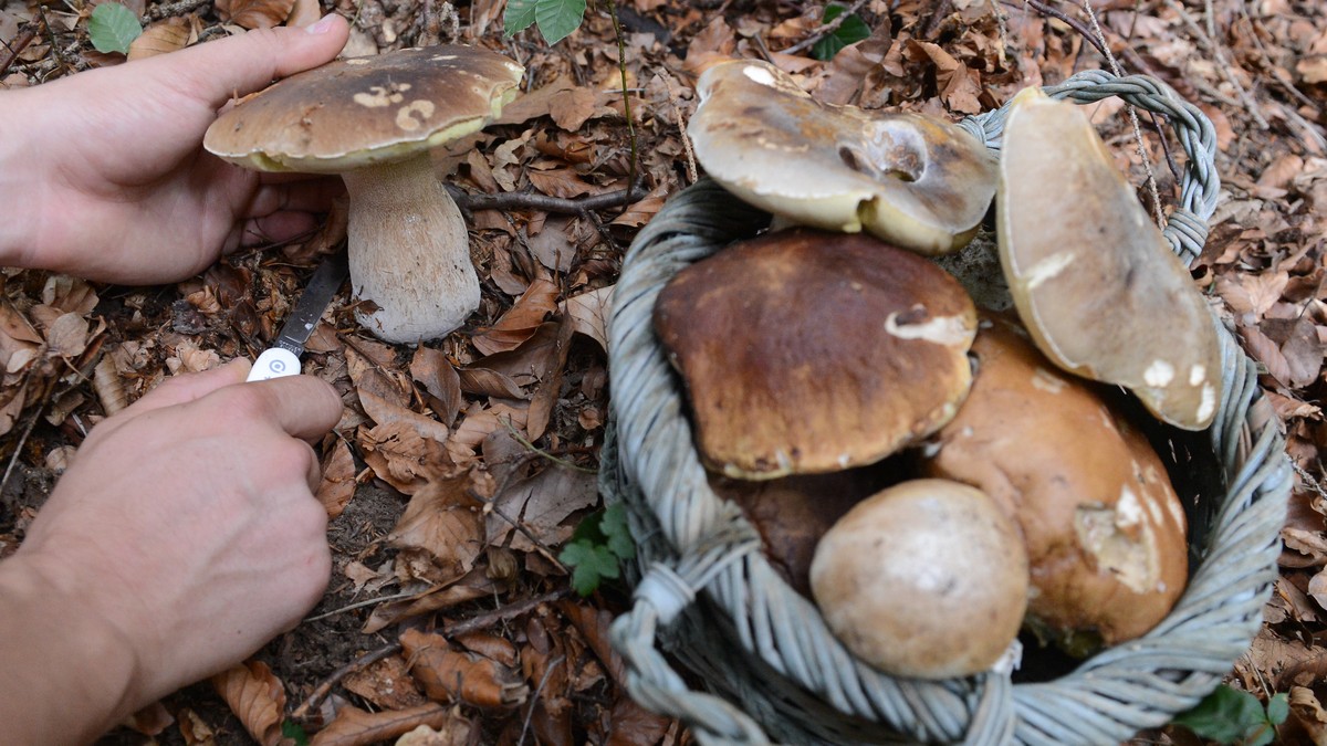 Illustration zum Thema Schwammerlsuchen / Pilzesuchen / Pilze: Eine Schwammerlsucherin beim Abschneiden eines Steinpilzes aufgenommen am Dienstag, 19. August 2014, in Niederoesterreich. In Oesterreich ...