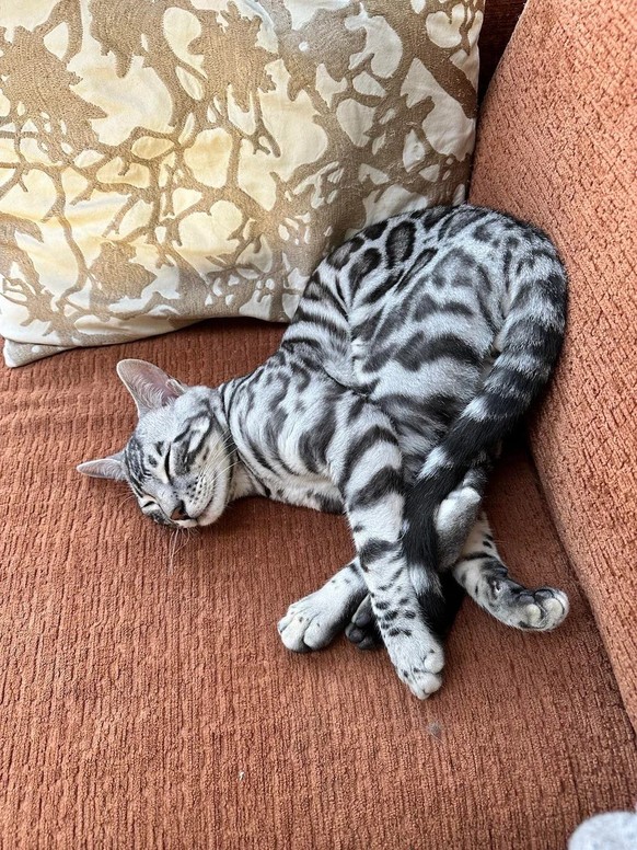 cute news tier katze

https://www.reddit.com/r/cats/comments/1l893ur/my_pretty_boy_cat/
