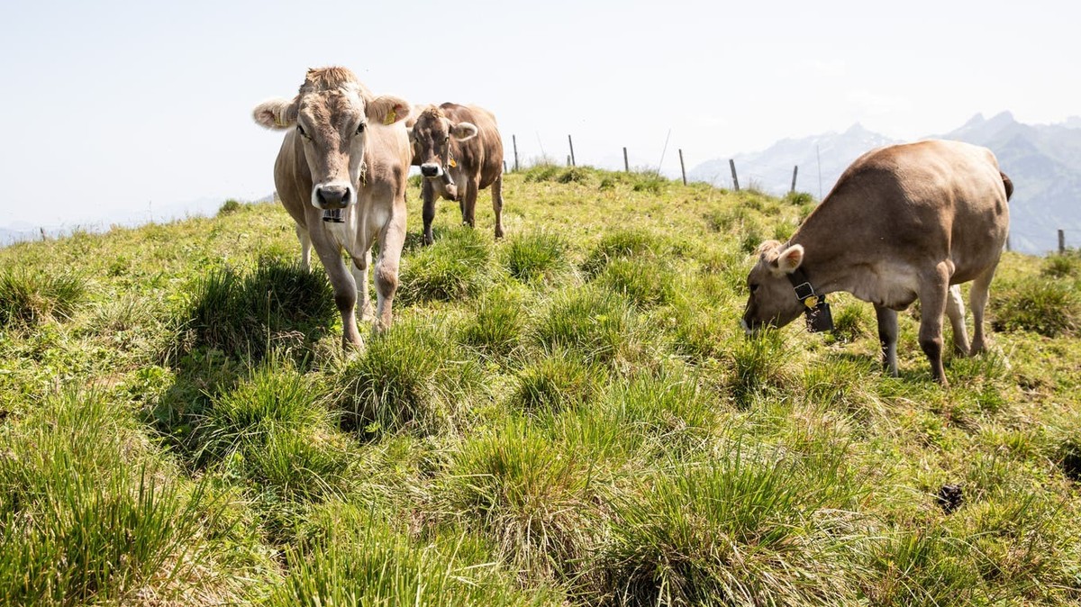 Diesen Sommer dürften sie keinen Durst leiden: Kühe auf einer Alp in Niederbauen NW.