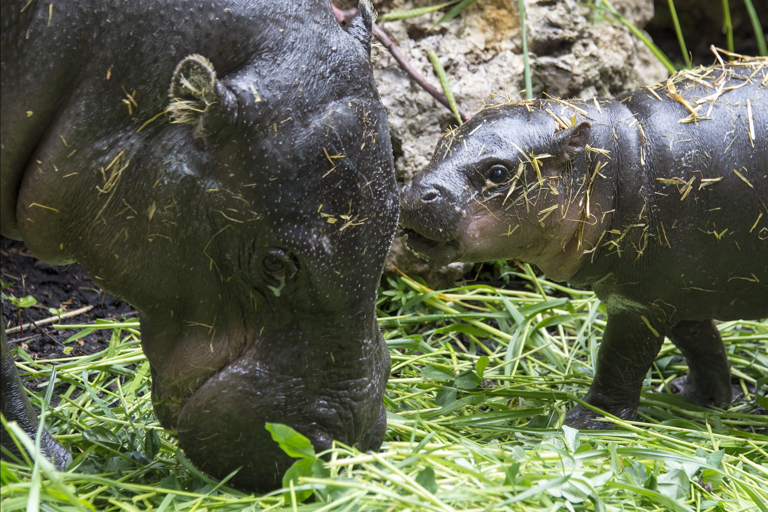 A young pygmy hippopotamus (hexaprotodon liberiensis) named Lani lingers in the zoo with mother Ashaki in Basel, Switzerland on Wednesday, May 14, 2014. (KEYSTONE/Georgios Kefalas)