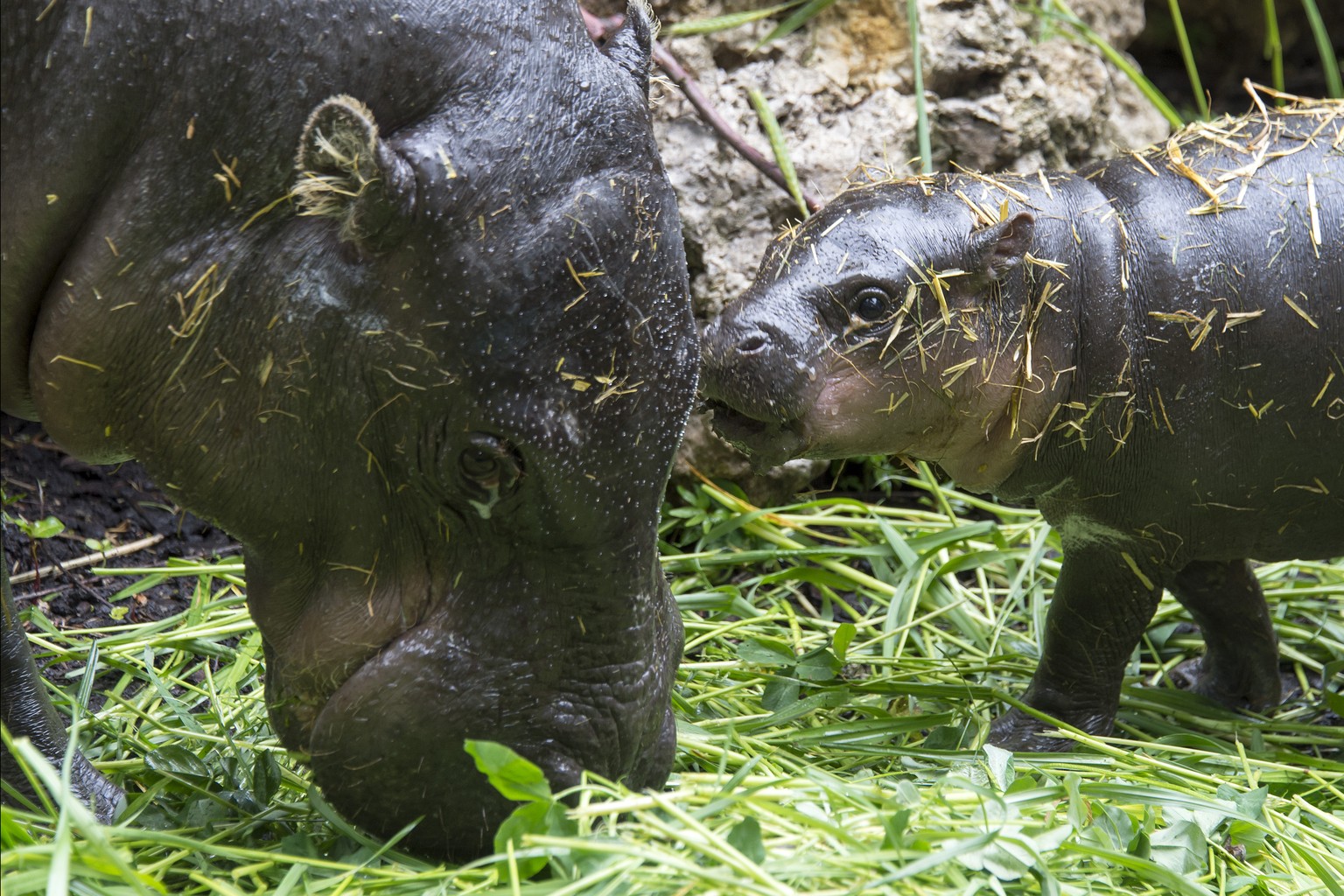 A young pygmy hippopotamus (hexaprotodon liberiensis) named Lani hangs out at the zoo with mother Ashaki in Basel, Switzerland on Wednesday, May 14, 2014. (KEYSTONE/Georgios Kefalas)