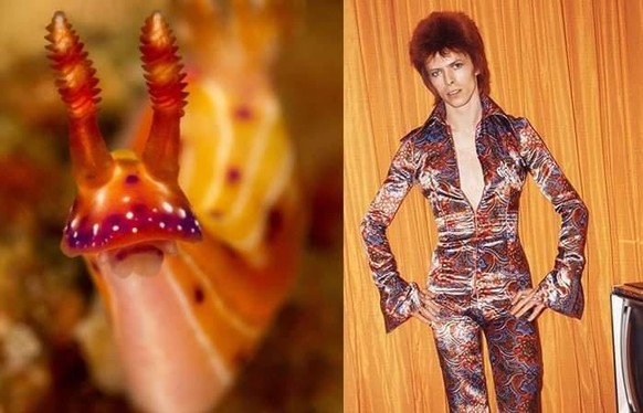 David Boewi vs Nackschneckee