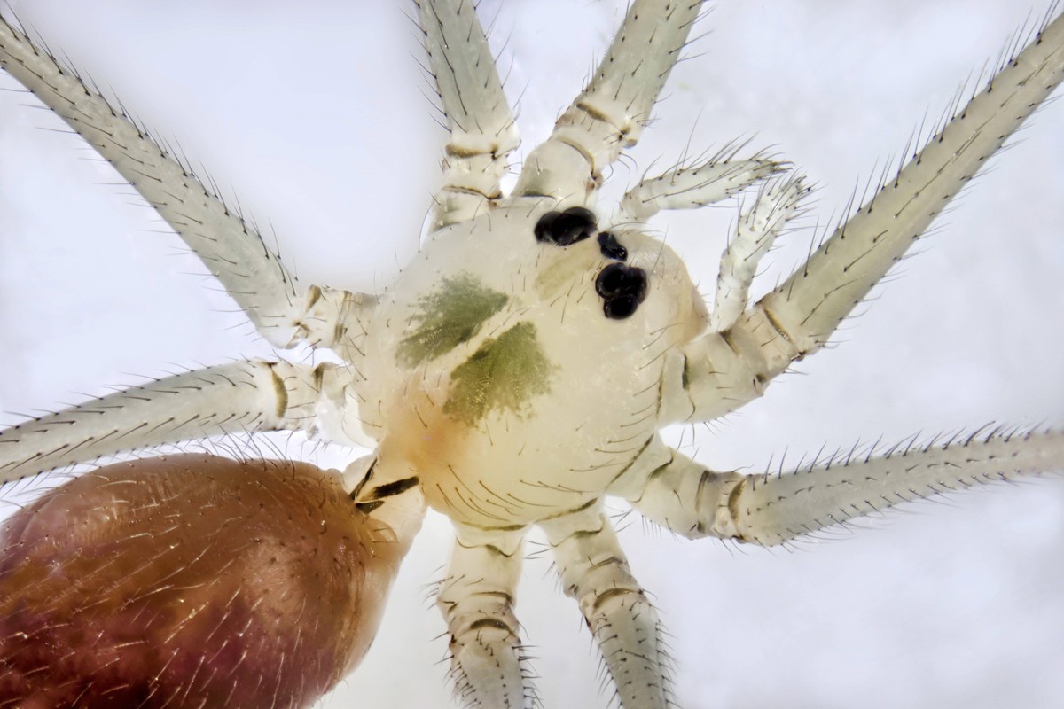 Grosse Zitterspinne, Grosse Zitter-Spinne, Zitterspinne, Zitter-Spinne Pholcus phalangioides, Maennchen, Detail Kopf, Thorax, Deutschland, Mecklenburg-Vorpommern Long-bodied cellar spider, Longbodied  ...