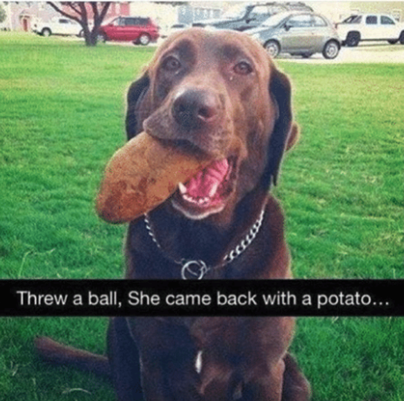 Übersetzung: «Ich habe einen Ball geworfen. Sie kam mit einer Kartoffel zurück ...»