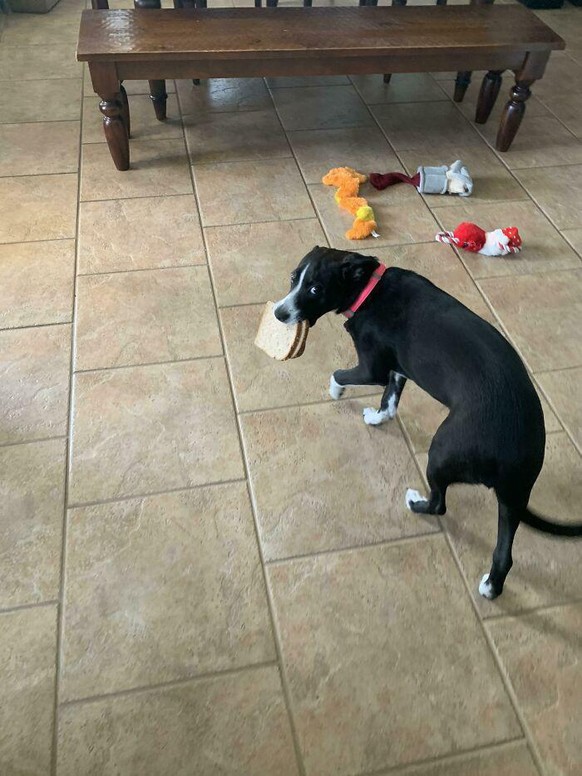 cute news animal tier dog hund

https://www.boredpanda.com/pets-caught-stealing-food/