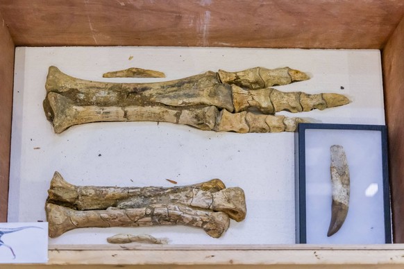 Paris, France December 8, 2025 - Ceremony to return prehistoric cultural artefacts to the Mongolian authorities. The fossils had been looted from the Gobi Desert before being confiscated by French cus ...