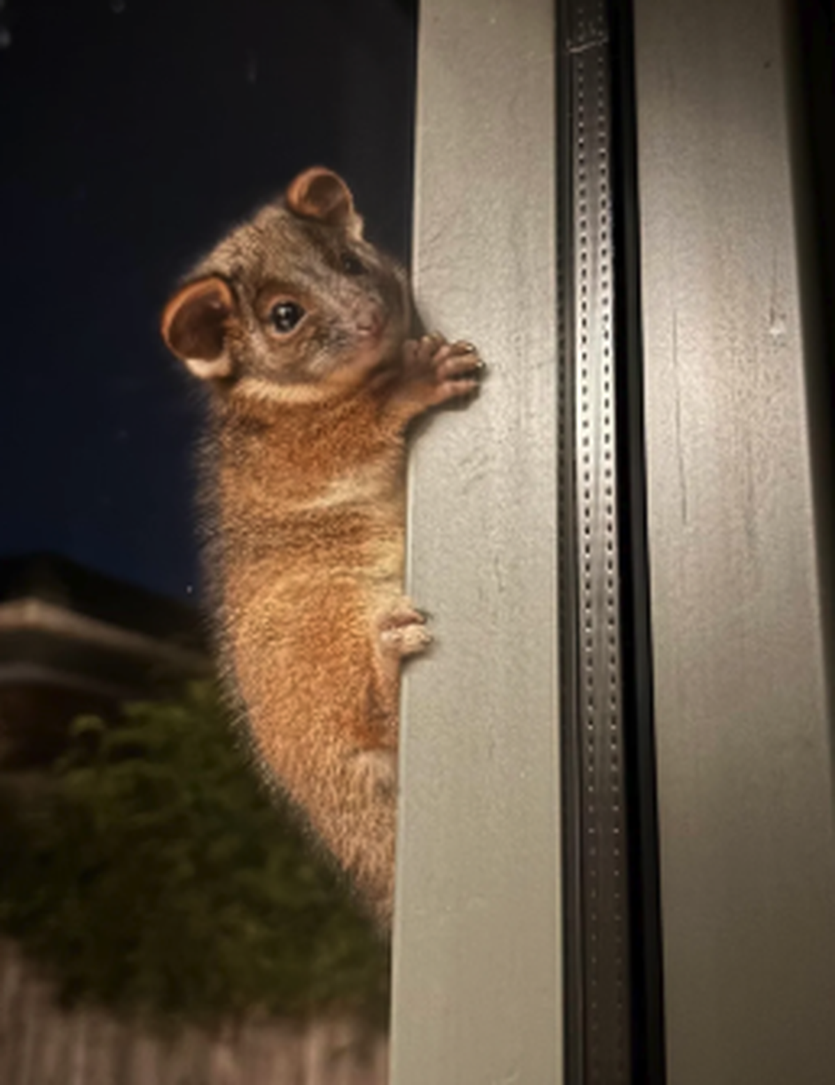Ringelschwanzbeutler. Beuteltier. Australien.

https://www.reddit.com/r/aww/comments/1hbt4ts/had_a_ringtail_possum_show_up_on_my_door_australia/