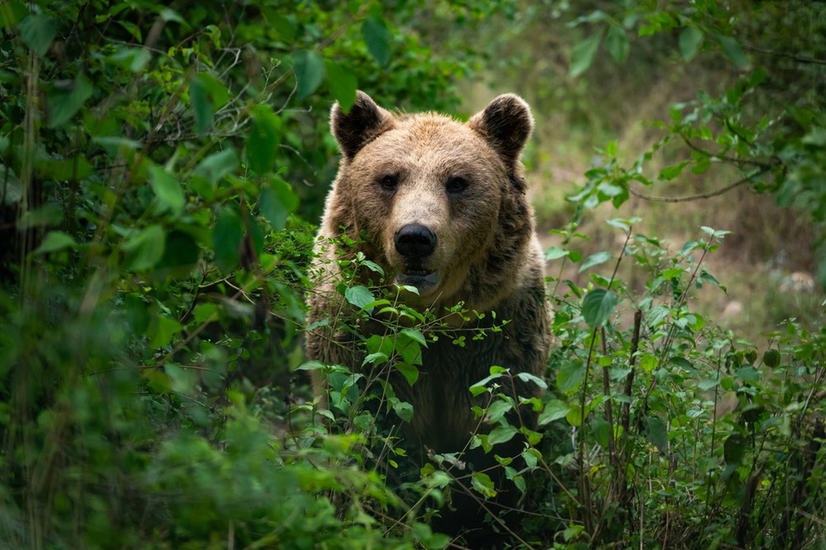 Des traces d'ours découvertes dans un vallon dans les Grisons.