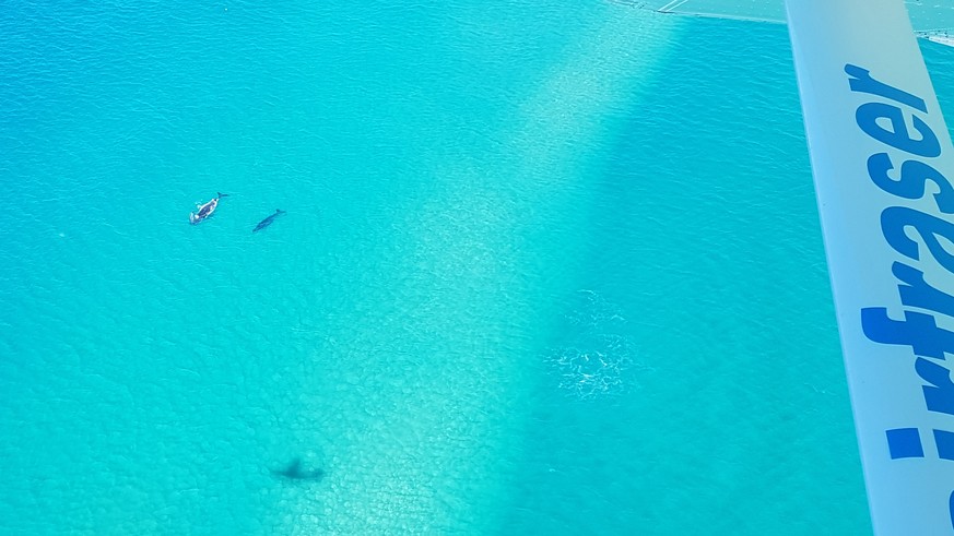In kleinen Propellerflugzeugen kann die Insel von oben betrachtet werden. Ebenfalls sieht man das Meeresleben. Hier ein Wal mit Kalb.