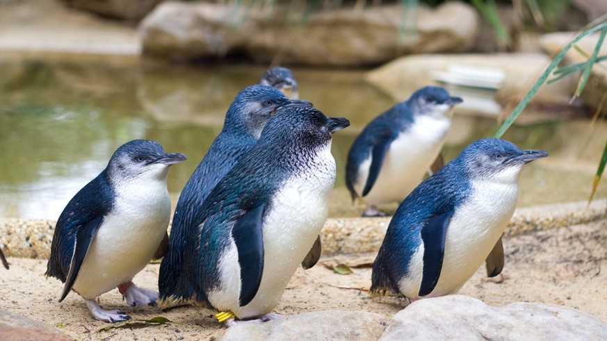 Zwergpinguine haben ein auffällig blau-schimmerndes Federkleid – hier in einem Zoo.