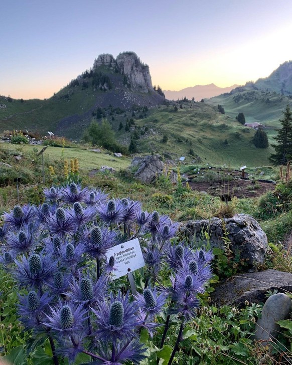 Schynige Platte Alpengarten