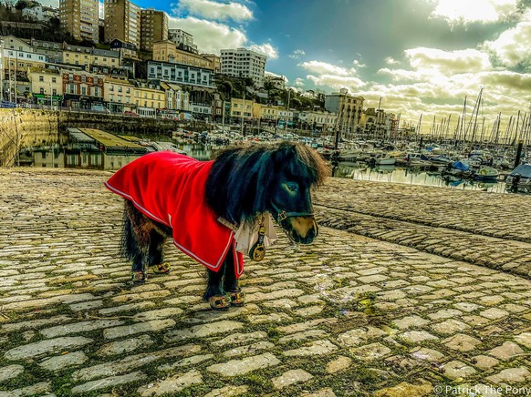 The Adventures of Patrick the Pony