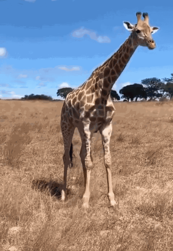 Animiertes GIF