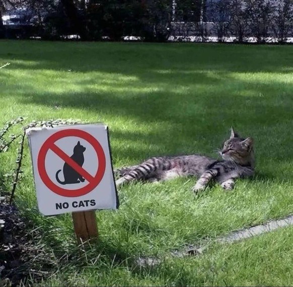 cute news tier katze

https://www.reddit.com/r/pics/comments/1gwkpka/be_ungovernable/