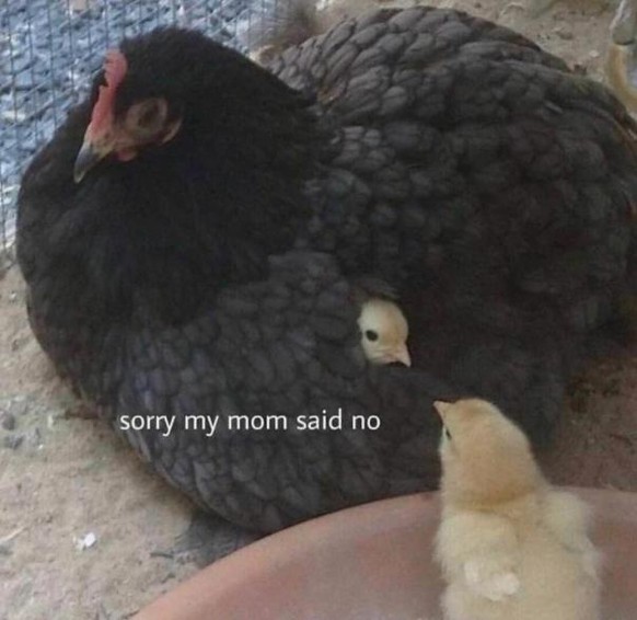 Übersetzung: «Entschuldige, meine Mama hat nein gesagt.»