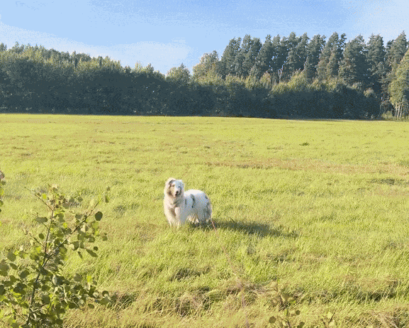Animiertes GIF